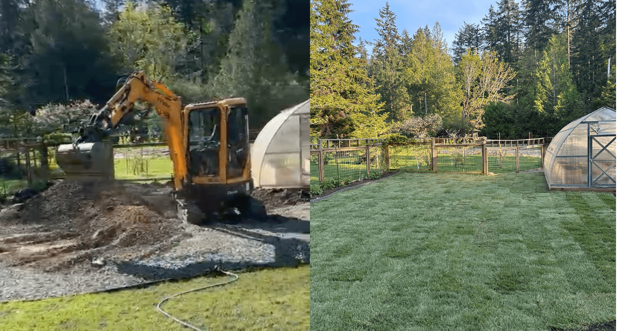 Before and after lawn transformation on Vancouver Island — our neighbour's yard